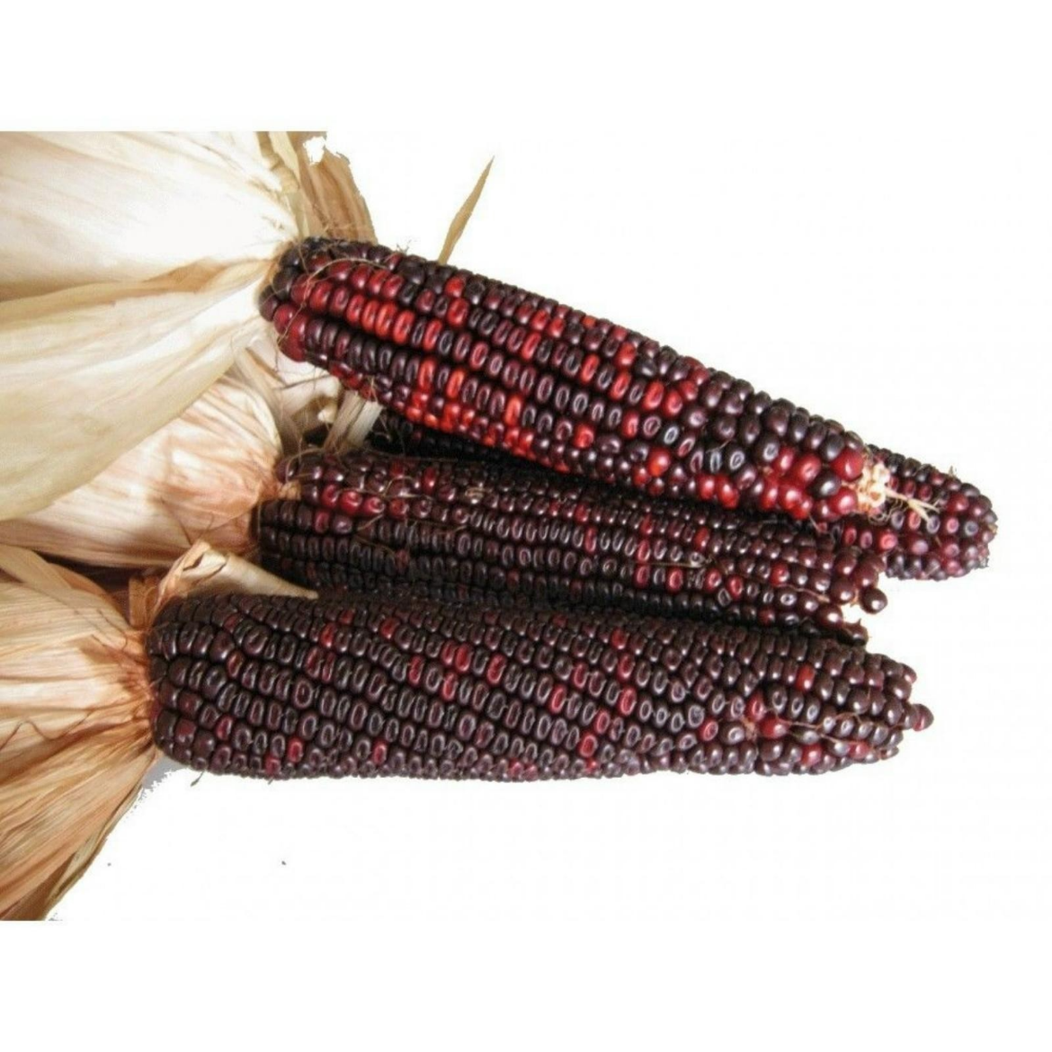 Picture of Red corn