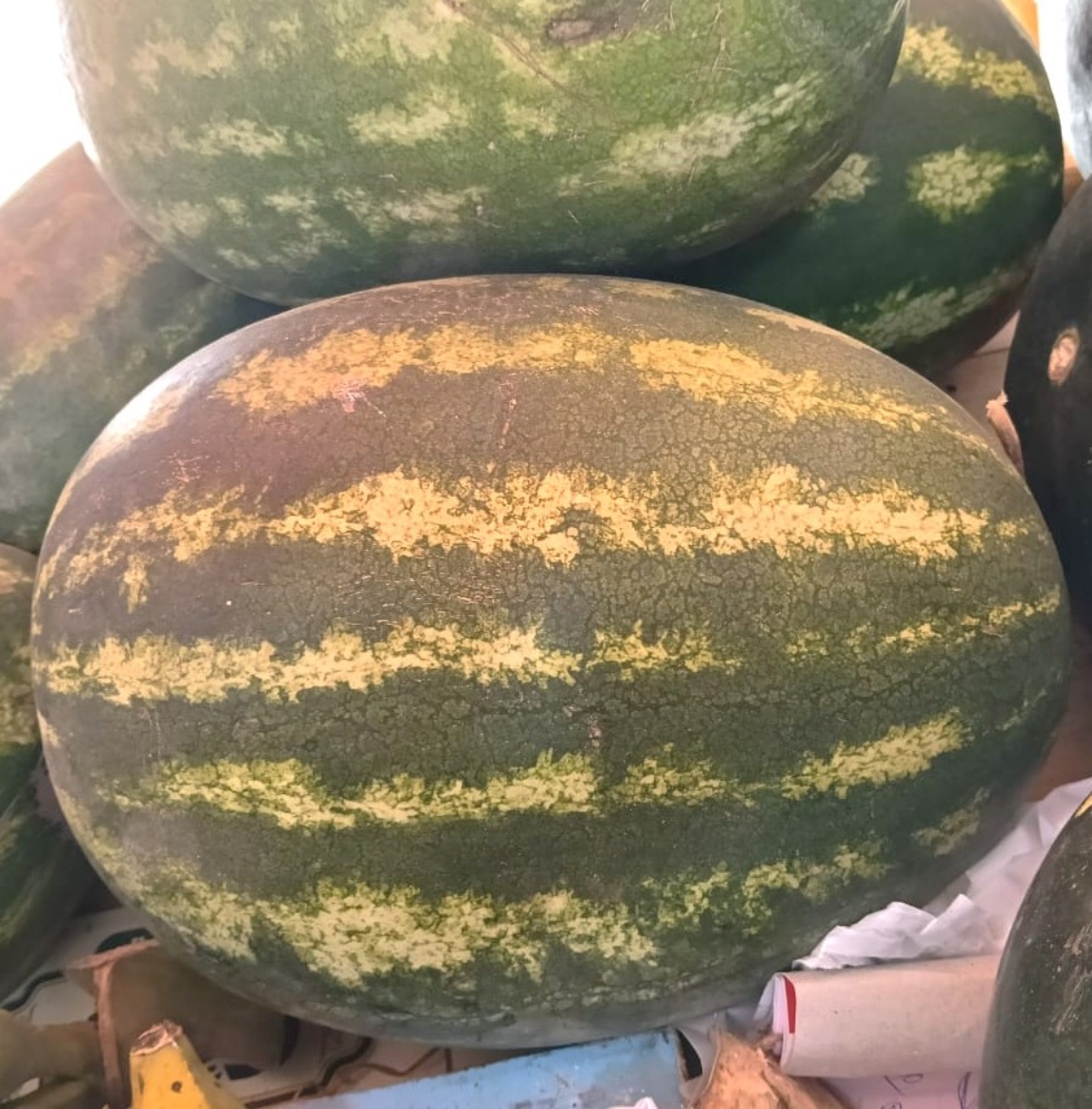 صورة بظيخ نمساوى بالقطعة